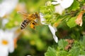 Flying worker honey bee with bee pollen on honeybeeÃ¢â¬â¢s leg feed